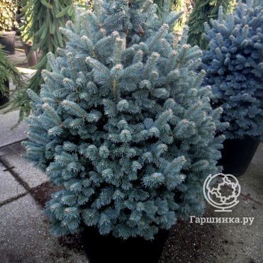 Пихта субальпийская Компакта
