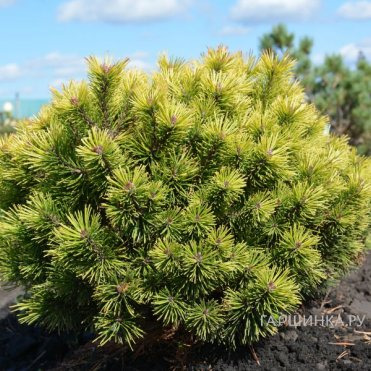 Сосна горная Офир