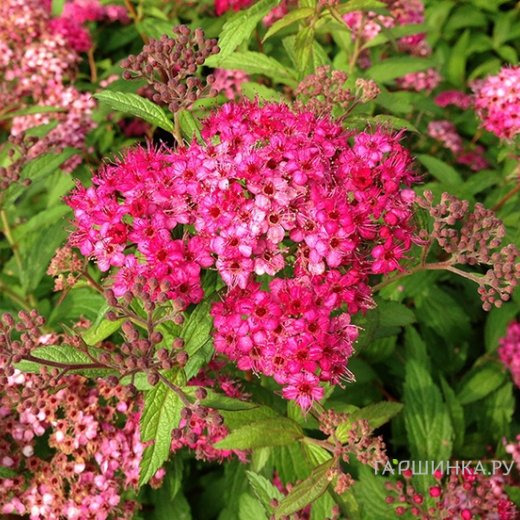 Спирея Антони Ватерер японская