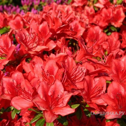 Рододендрон Фридолин тупой