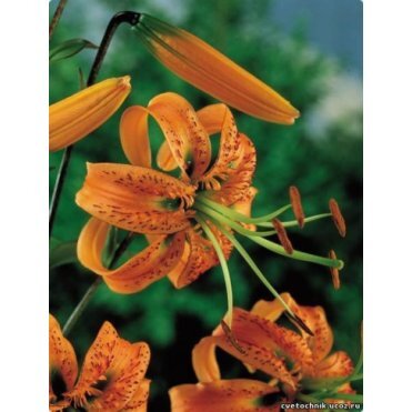 Лилия Генри видовая