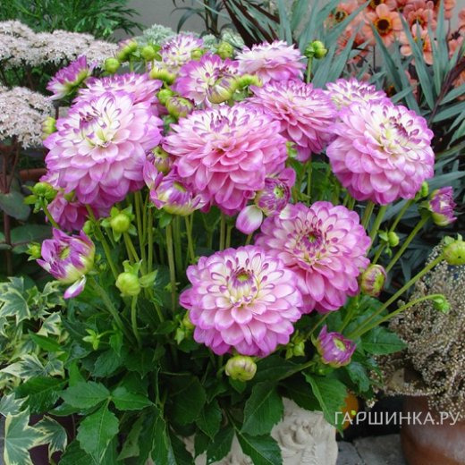 Георгина Мелоди Дикси бордюрная