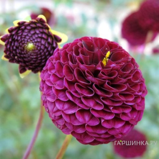 Георгина Рокко помпонная