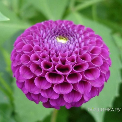 Георгина Франц Кафка помпонная