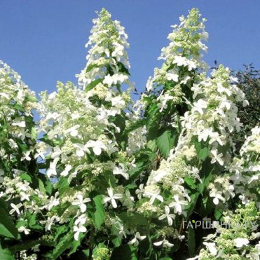 Гортензия Левана (богиня детства) метельчатая
