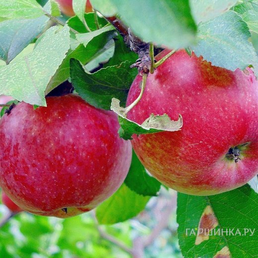 Яблоня Яблочный спас