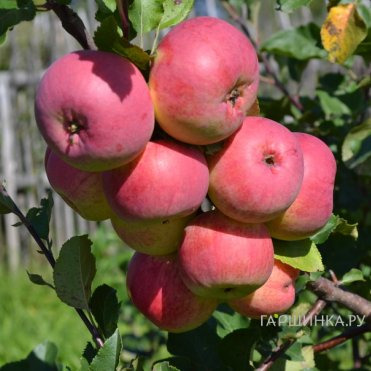 Яблоня ВЭМ розовый