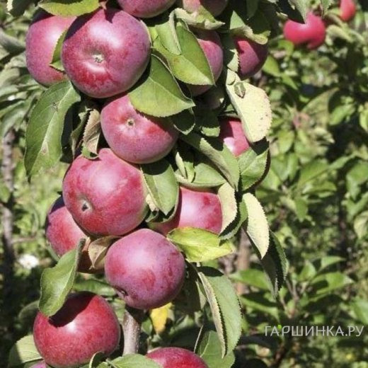 Яблоня Есения колоновидная