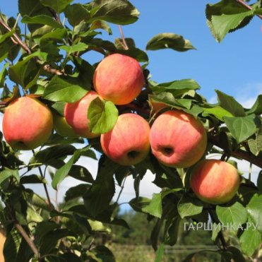 Яблоня Персианка с/п