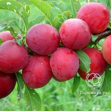 Слива Розовый шар китайская