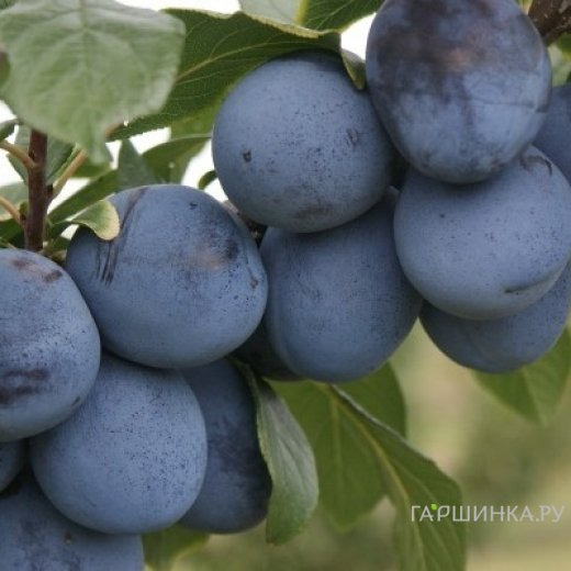 Слива Топ Хит китайская