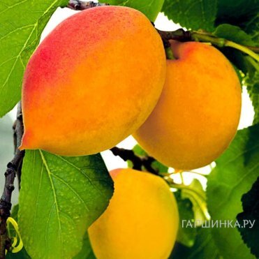 Абрикос Академик сеяный