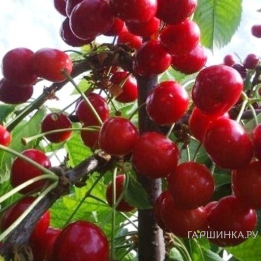 Черешня Аделина