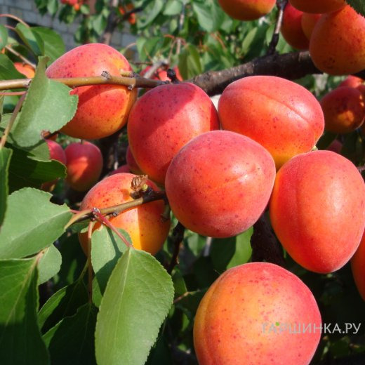 Абрикос Краснощекий сеяный