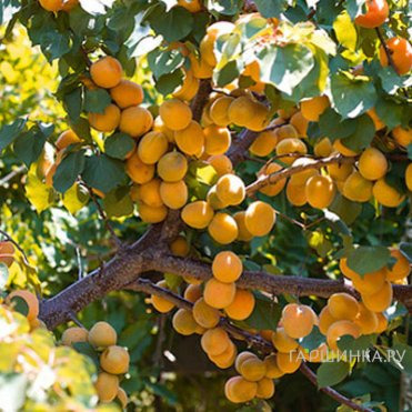 Абрикос Лель сеяный