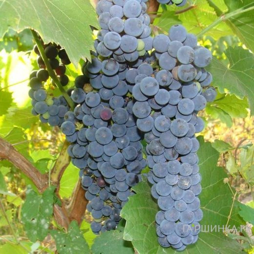 Виноград Неретинский неукрывной