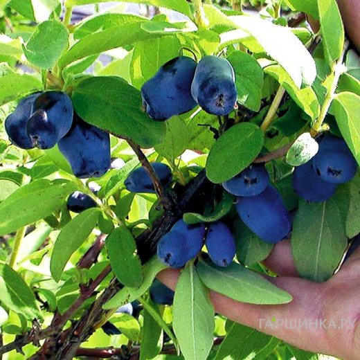 Жимолость Лазурная