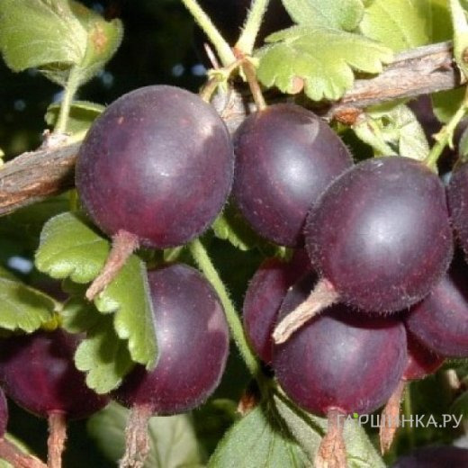 Крыжовник Арлекин слабошипованный