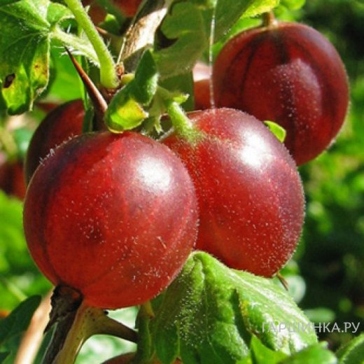 Крыжовник Белорусский красный