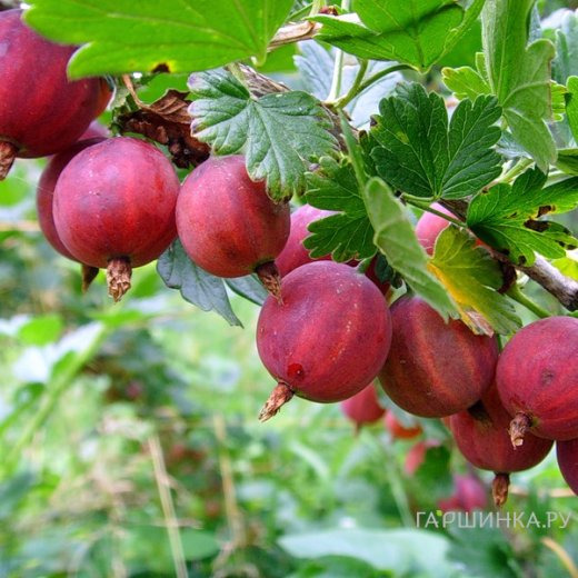 Крыжовник Колобок крупноплодный малошипный