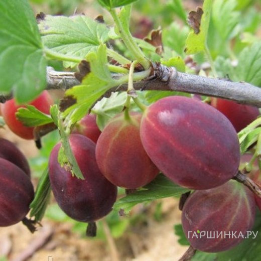 Крыжовник Консул слабошипованный