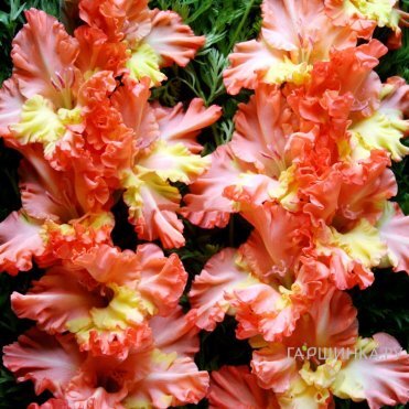 Гладиолус Аннушка