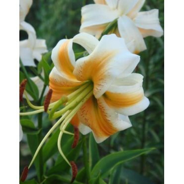 Лилия Леди Элис тигровая