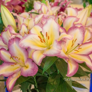 Лилия Капитан Триколор восточная