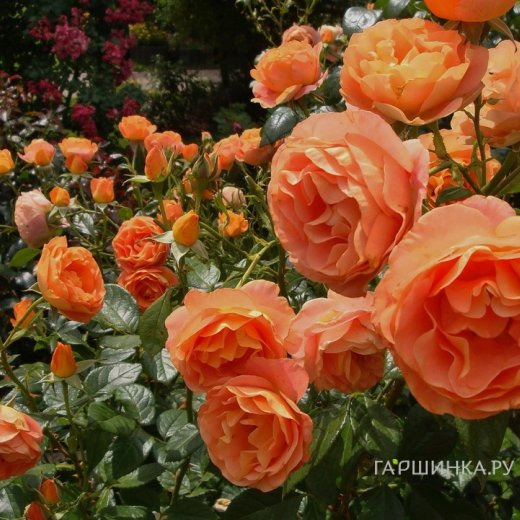 Роза Бенгали флорибунда, Топалович (лиц)