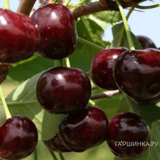 Вишня Харитоновская