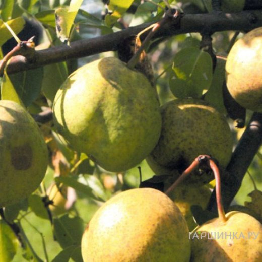 Груша Иссетская сочная