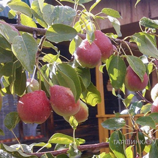 Груша Каратаевская