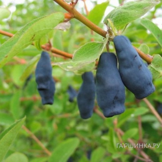 Жимолость Фиалка