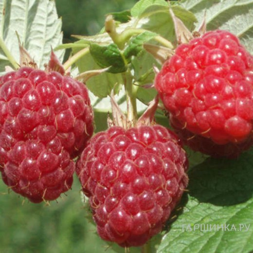 Малина Бальзам красная