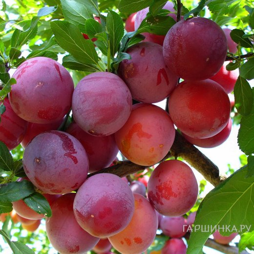 Слива Нижегородская