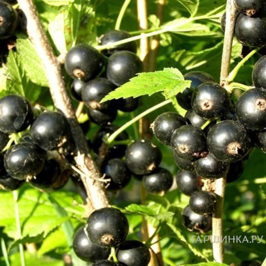Смородина Ажурная черная