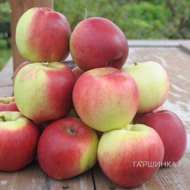 Яблоня Былина