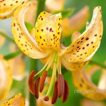 Лилия Гвинея Голд кудреватая 1шт