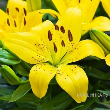 Лилия Перл Мелани