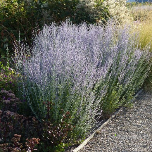 Перовския Литл Спайр