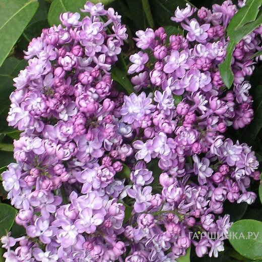 Сирень Колхозница