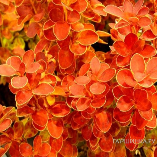 Барбарис Тунберга Оранж Айс