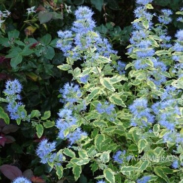 Кариоптерис Саммер Сорбет