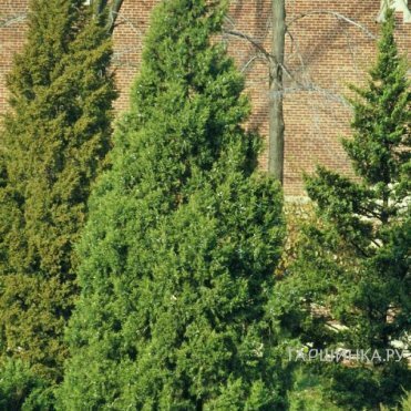 Можжевельник китайский Кетелери