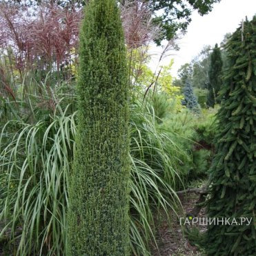 Можжевельник обыкновенный Багнет