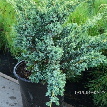 Можжевельник чешуйчатый Блю Компакт