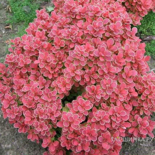 Барбарис Тунберга Руби Стар