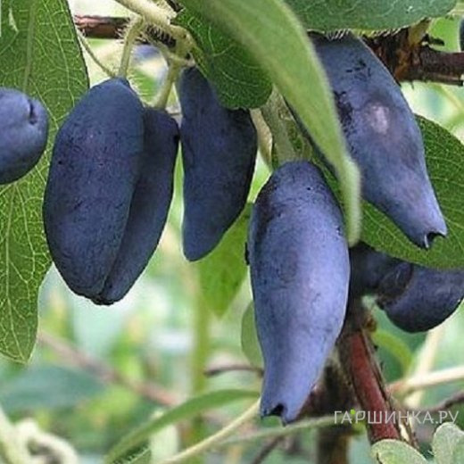 Жимолость Камчатская