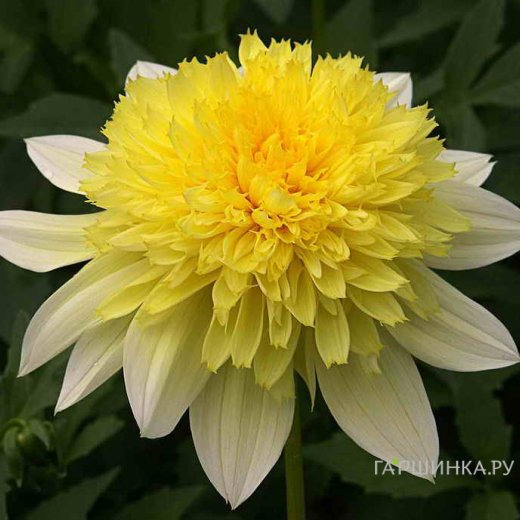 Георгина Фрея Пасо Добль анемоновидная