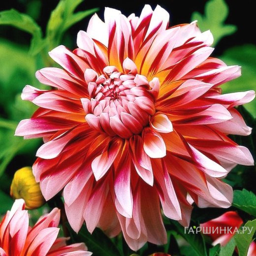 Георгина Карибиан Фэнтези декоративная